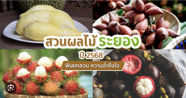 สวนผลไม้ระยอง 2568 พากินพาเก็บสด ๆ จากสวน หวานฉ่ำถึงใจ!