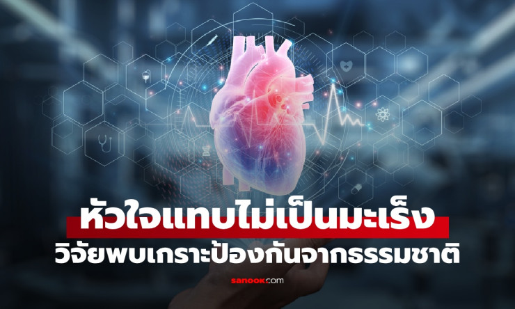 หัวใจแกร่งแค่ไหน!? วิจัยล่าสุดเผย กุญแจลับ ป้องกันมะเร็งที่หัวใจเต้นไม่เคยพัก!