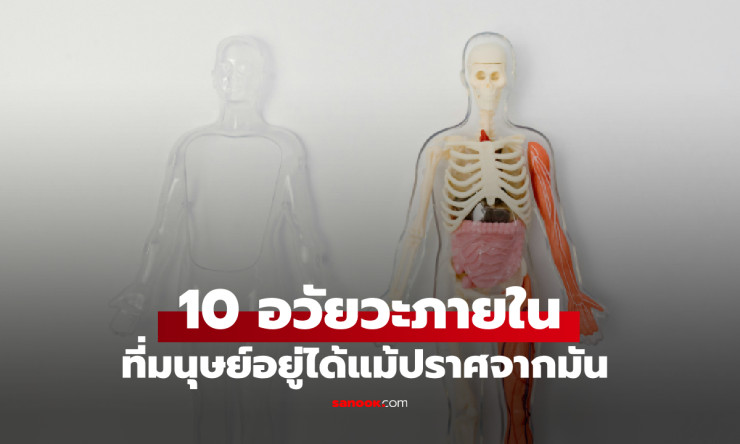 หมอเมืองนอกเผย 10 อวัยวะที่มนุษย์ยังมีชีวิตอยู่ได้แม้ไม่มีมัน อันดับ 1 เดาไม่ยาก!
