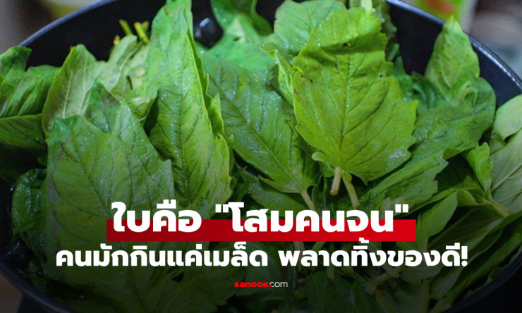 ใบงา โสมคนจน บำรุงตับไต ลดผมร่วง แต่คนมักกินแค่เมล็ด ทิ้งของดีไป!