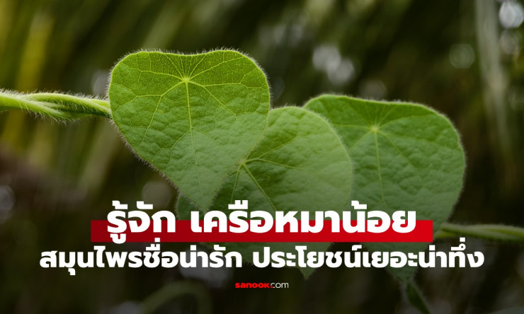 ใบมหัศจรรย์เครือหมาน้อย สมุนไพรชื่อน่ารัก ประโยชน์น่าทึ่ง แปลงร่างเป็นวุ้นได้