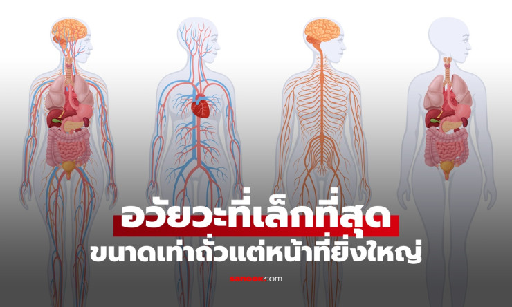 อวัยวะเล็กที่สุดในร่างกาย ดวงตาที่สามของมนุษย์ ขนาดเท่าถั่วแต่หน้าที่ยิ่งใหญ่