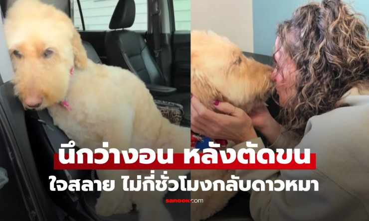 ใจสลาย! เจ้าของพาสุนัขตัดขนกลับมาซึม นึกว่าแค่งอน ที่แท้สัญญาณสุดท้ายก่อนจากไปดาวหมา