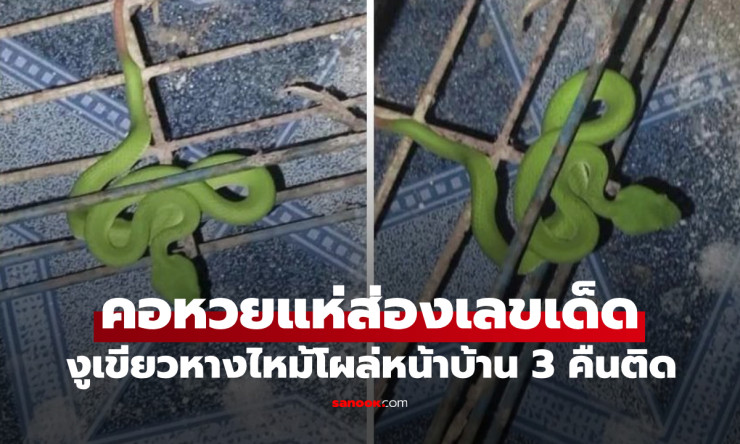 งูเขียวหางไหม้ โผล่หน้าบ้าน 3 คืนติด! คอหวยแห่ส่องบ้านเลขที่-ตีเลขเด็ดงวดนี้