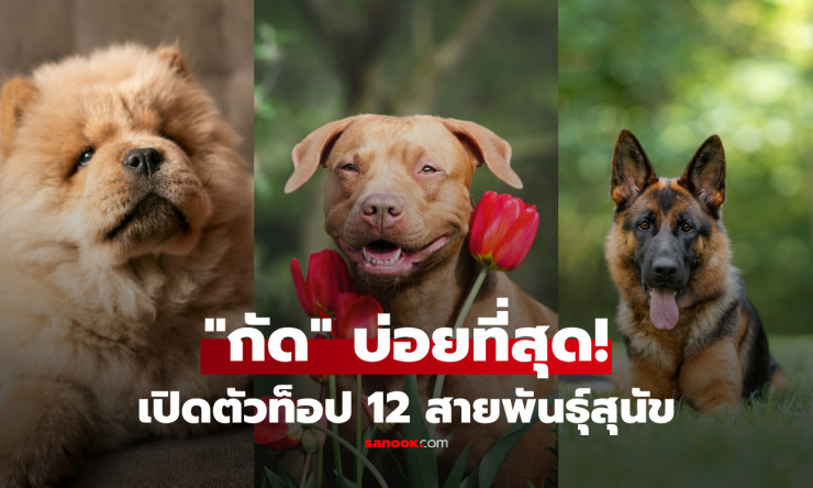 ช็อก! 12 อันดับสุนัขกัดคนบ่อยสุด แชมป์ตัวจิ๋วที่ไม่มีใครคาดคิดจะโหดขนาดนี้!