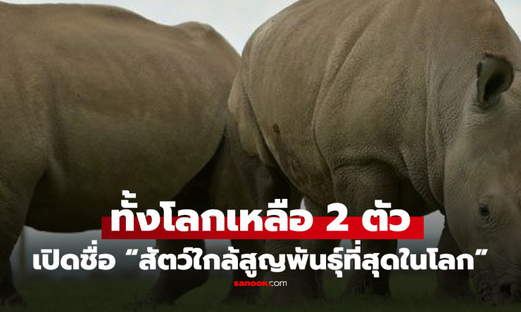 ช็อกทั้งโลก! แรดขาวเหนือเหลือแค่ 2 ตัวเมียสุดท้าย ทางรอดหรือสูญพันธุ์นิรโทษกรรม?