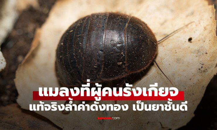 แมลงที่คนขยะแขยง แต่มีคุณค่าทางยาชั้นเลิศที่คุณไม่เคยรู้