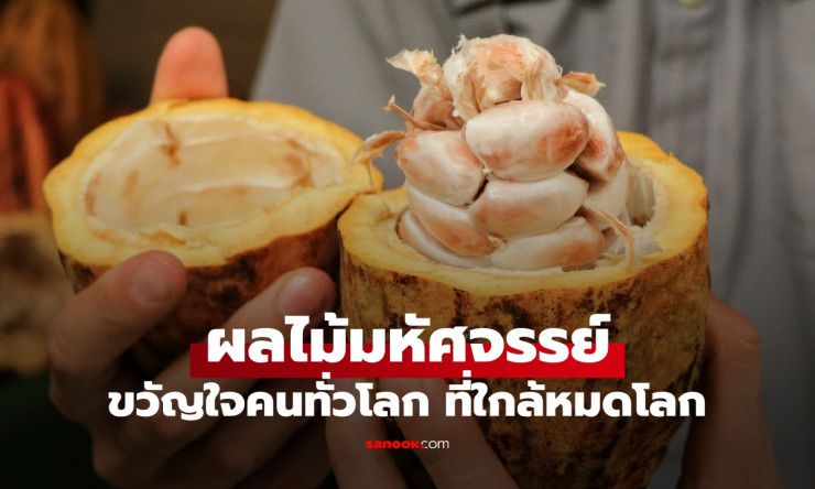 มะไฟกา ผลไม้มหัศจรรย์ 5 สีใกล้สูญพันธุ์ที่คนทั่วโลกหลงรัก อาจหายไปใน 30 ปี