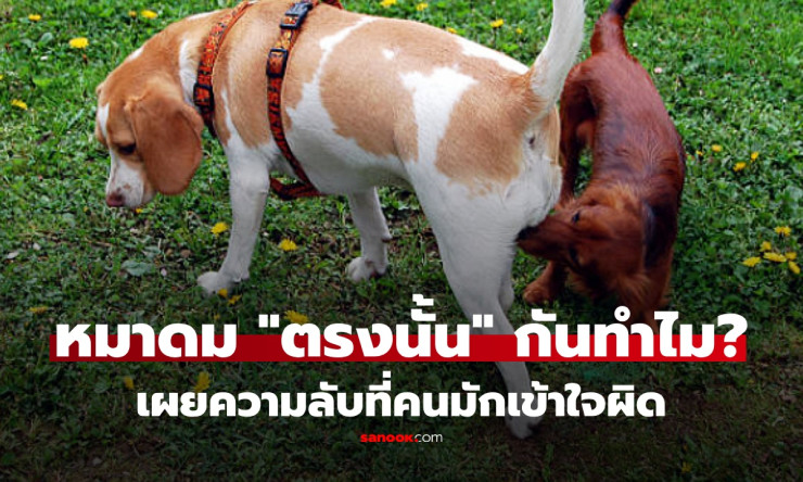 ทำไมสุนัขชอบดม ตรงนั้น ของคน? นักวิทย์ถอดรหัสความลับ ขนลุก! รู้แล้วอาจร้องไห้หัวเราะ