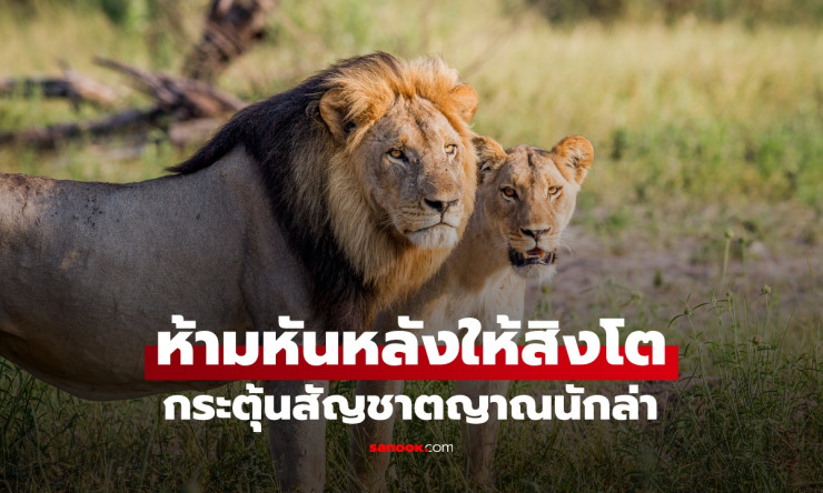 ห้ามหันหลังให้สิงโต! วิธีปลุกสัญชาตญาณนักล่าและเอาตัวรอดเมื่อต้องเผชิญหน้า