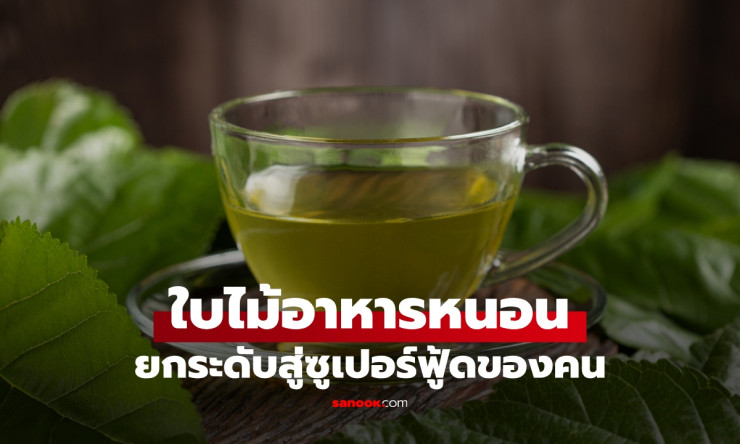 ไม่ใช่แค่ใบของหนอน! ใบหม่อนถูกยกระดับเป็นซูเปอร์ฟู้ด ช่วยคุมน้ำตาล-ไขมันในเลือด