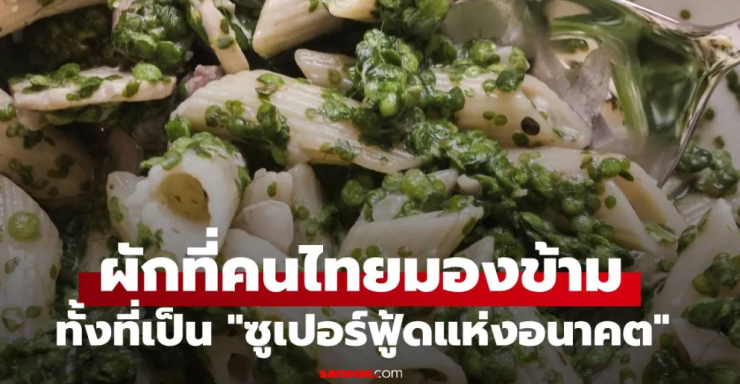 ซูเปอร์ฟู้ดแห่งอนาคต! ผักไทยที่ถูกมองข้าม โปรตีนมากกว่าถั่วเหลืองถึง 6 เท่า
