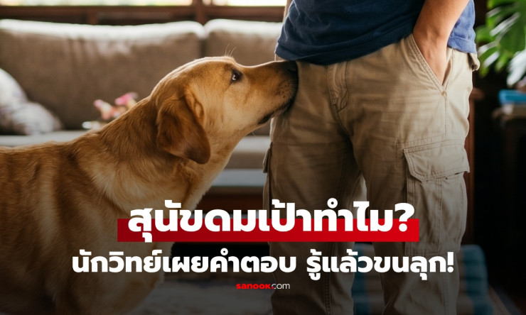 ขนลุก! ทำไมสุนัขชอบดมเป้าคน? นักวิทย์เผย ดมแวบเดียว รู้หมดทุกอย่างเรื่องคุณ!