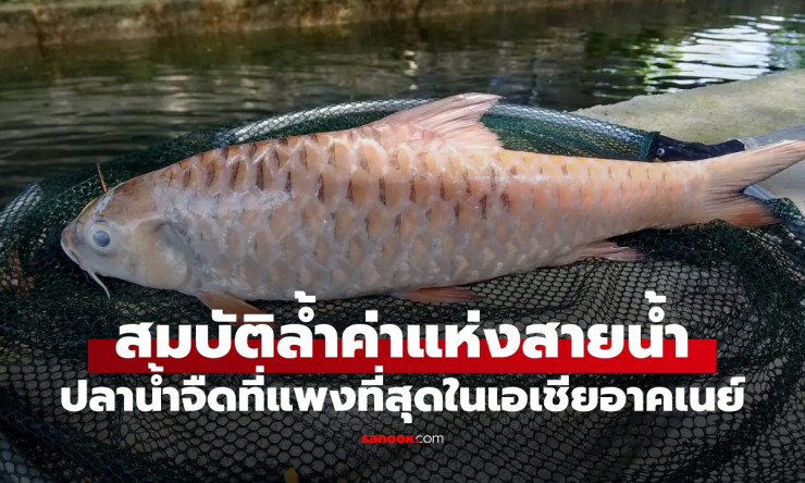 ปลาพลวงชมพูราชาแห่งปลา! กิโลละ 7 พัน แม้เกล็ดยังกรุบกรอบอร่อยล้น ลือชื่อเอเชียอาคเนย์
