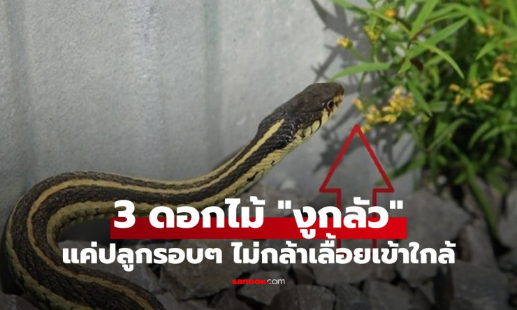 3 ไม้ดอกสุดปัง ปลูกไว้รั้วบ้าน งูหวาดกลัวไม่กล้าเลื้อยเข้า!