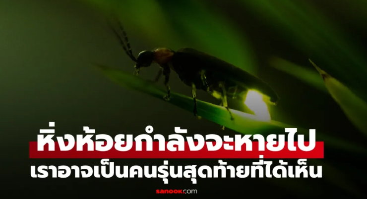 หิ่งห้อยกำลังจะหายไปตลอดกาล? นักวิจัยเตือนเราอาจเป็นคนรุ่นสุดท้ายที่เห็นพวกมัน
