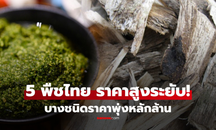 5 พืชไทยสุดล้ำค่า! ต่างชาติแย่งซื้อราคาพุ่งทะลุล้าน เกษตรกรไทยรวยเละไม่ทันตั้งตัว