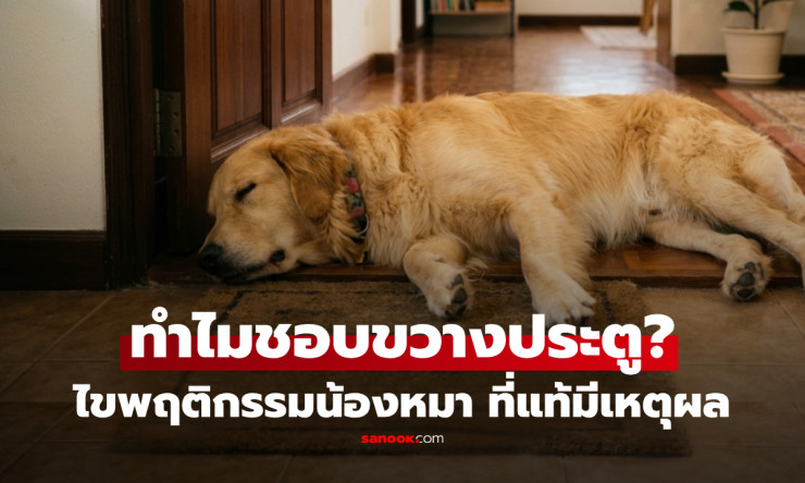 เฉลยแล้ว! ทำไมสุนัขชอบนอนขวางประตู ไม่ได้กวนเจ้าของ แต่น้องกำลังบอกอะไรอยู่