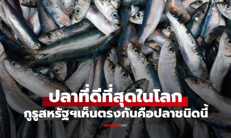 ปลาดีที่สุดในโลกที่คนไทยชื่นชอบและนิยมกินมากที่สุด: แซลมอน ราชาแห่งปลาเนื้อดี