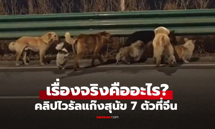พลิกโฉมใหญ่! แก๊งหมาจีน 7 ตัว เดินเท้ากลับบ้านสุดซึ้ง? ความจริงช็อกโลกแบบไม่น่าเชื่อ!