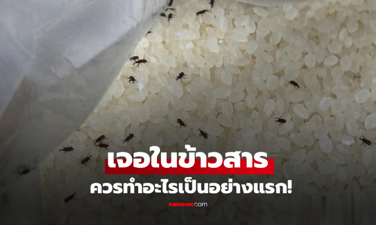 เจอมอดในถังข้าวสาร อย่าเพิ่งทิ้ง! ทำ 1 อย่างแรกก่อน ตัดสินได้เลยว่ากินต่อได้ไหม