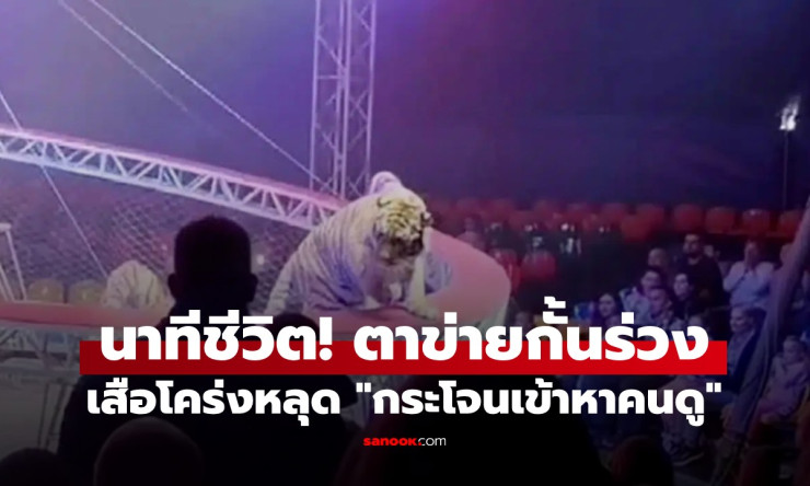 ระทึกสุดขีด! เสือโคร่งพุ่งกระโจนใส่คนดูกลางโชว์ วิ่งไล่ต้อนโกลาหลทั้งเต็นท์ (คลิปหลอนสุดๆ)