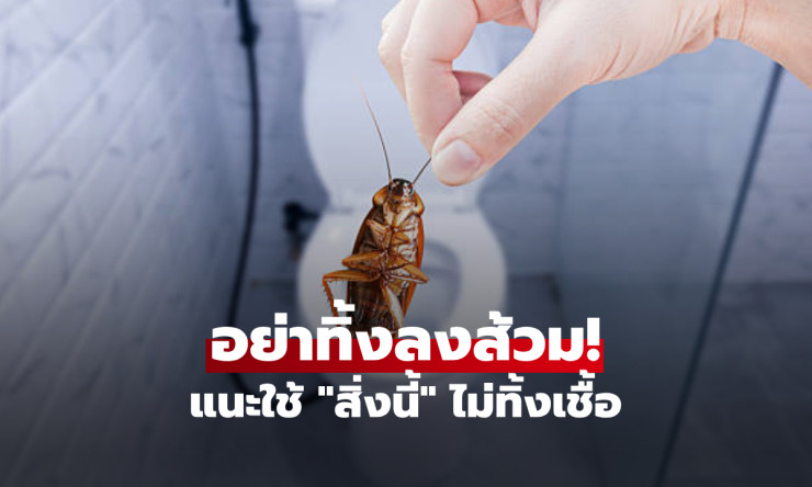 ช็อก! อย่าทิ้งแมลงสาบลงส้วมเด็ดขาด หมอญี่ปุ่นเตือนร้าย! ใช้ สิ่งนี้ น็อคยกรัง ไม่ฟักไข่ไต่ท่อกลับมาว