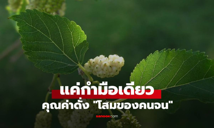 แค่กำมือเดียว คุณค่าดั่งโสมของคนจน ขึ้นอยู่เต็มริมรั้วในชนบท แต่กลับมีไม่กี่คนที่รู้