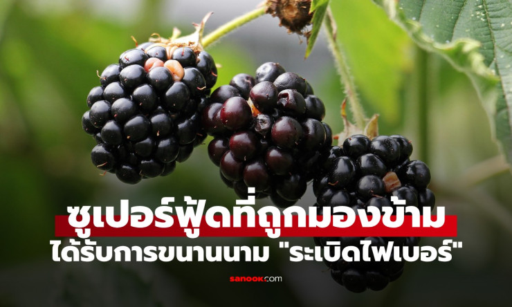 แบล็กเบอร์รี่ ผลไม้สีดำมหัศจรรย์ที่คนไทยยังไม่รู้จัก ช่วยบำรุงสมอง ลดริ้วรอย และเต่งตัวเหมือนเด็ก