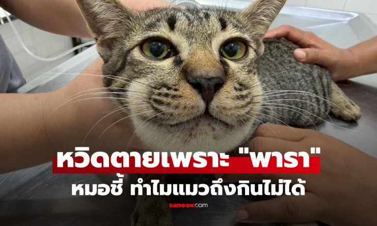 โหดร้าย! พาราเซตามอลแค่ครึ่งเม็ด ฆ่าแมวได้? หมอแชร์เคสหน้าบวมเกือบตาย เจ้าของหวังดีเกินรึเปล่า?!