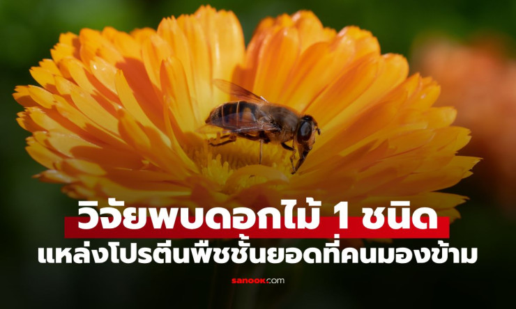ช็อกวงการอกไก่! ดอกไม้ธรรมดาๆ ที่คุณมองข้าม กลายเป็นโปรตีนพืชสุดยอด แซงหน้าทุกอย่าง!