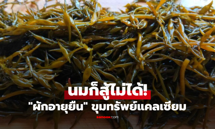 ช็อก! ผักไทยบ้านๆ แคลเซียมพุ่งปรี๊ด ชาวญี่ปุ่นกินแล้วอายุยืน 100 ปี หาซื้อตลาดนัดใกล้บ้านราคาถูกแท้!