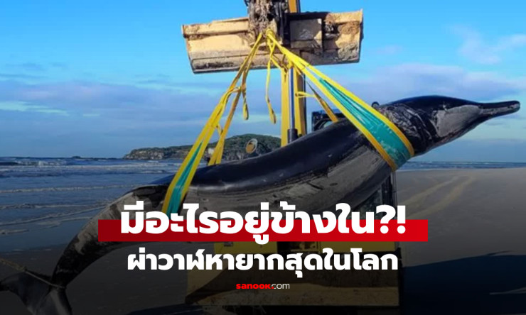 ผ่าท้องวาฬ หายากที่สุดในโลก ค้นพบความจริงอันน่าตกใจ ไม่เคยพบเห็นมาก่อน!