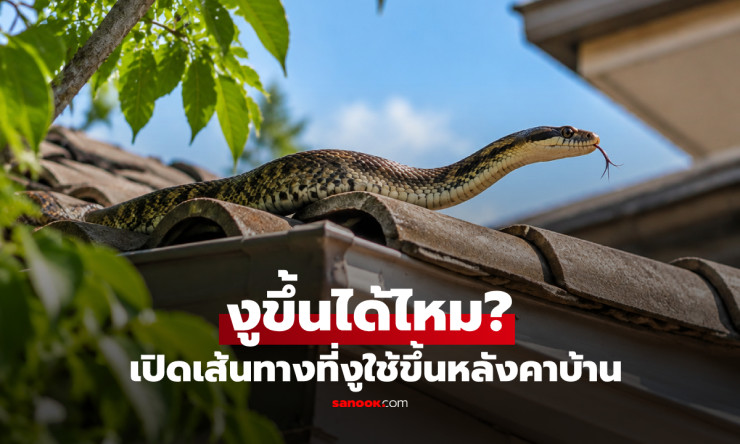 งูขึ้นหลังคาบ้านได้ไหม? เผยเส้นทางลับที่งูใช้ปีน พร้อมวิธีป้องกันก่อนเข้าบ้าน