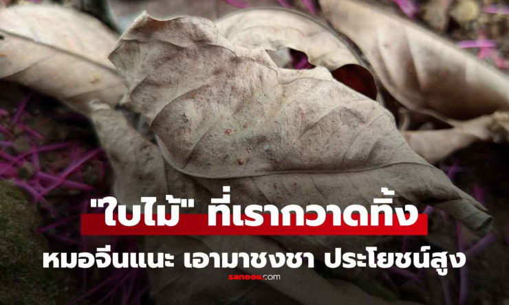 หมอจีนแนะ อย่ามองข้าม! ใบไม้ที่คนไทยทิ้ง ตากแห้งชงเป็นชา ประโยชน์มหาศาล