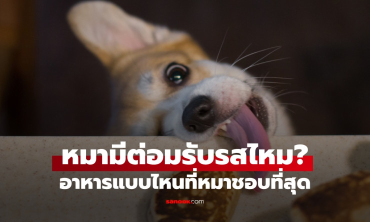 ???? ความจริงที่สะเทือนใจ! หมาของคุณรับรสชาติได้จริงหรือ? ค้นหาความลับของลิ้นสุนัขที่เจ้าของไม่เคยรู