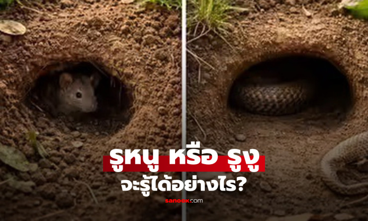 ช็อก! รูในบ้านหรือสวนคุณ...เป็นรูหนูหรือรูงูกันแน่? 3 จุดเช็กด่วน อย่ามองผิดเด็ดขาด!