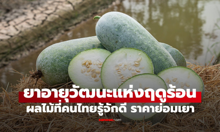 ฟัก ผลไม้ยาอายุวัฒนะแห่งฤดูร้อน ดีต่อสุขภาพ ไม่ต้องกลัวน้ำหนักขึ้น
