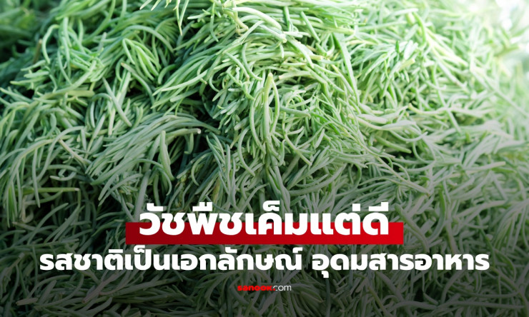 เปิดโลก “ผักเบี้ยทะเล” วัชพืชพื้นบ้านรสเค็มแต่ดี อัดแน่นใยอาหาร วิตามิน แร่ธาตุ