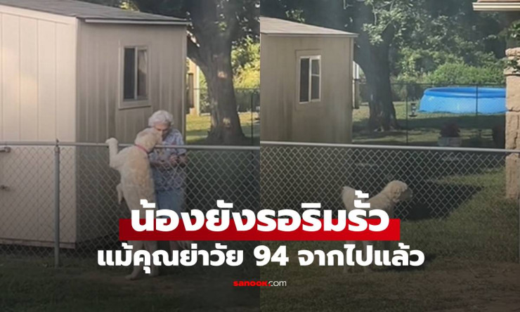 น้องหมาเฝ้ารอคุณยายวัย 94 ปีที่จากไปทุกเช้าริมรั้ว สายสัมพันธ์อบอุ่นที่ไม่เคยจาง