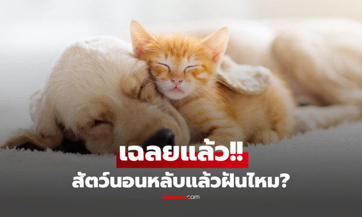 สัตว์เลี้ยงของคุณฝันอะไรตอนนอน? นักวิทย์เฉลยความลับน่าตกใจ หมา แมว นก แม้แต่แมงมุมก็ฝันได้!