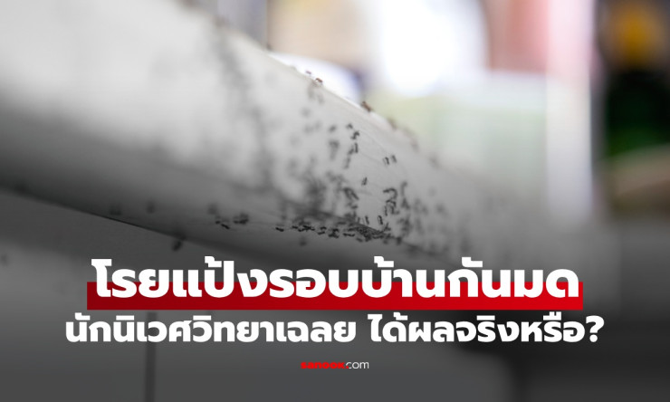 โรยแป้งรอบบ้าน กันมดได้จริงหรือ? มาดูกันว่าผู้เชี่ยวชาญนิเวศวิทยาบอกอะไร