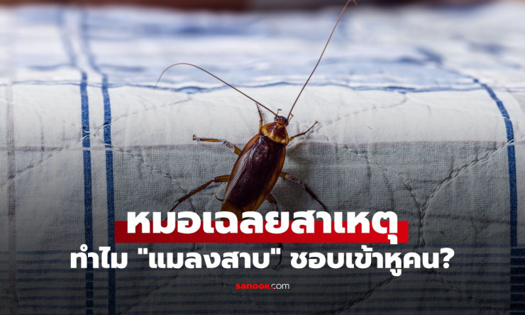 ขนลุกกลางดึก! หมอไขคำตอบทำไมแมลงสาบชอบไต่เข้าหู พร้อมข้อห้ามที่ห้ามทำเด็ดขาด