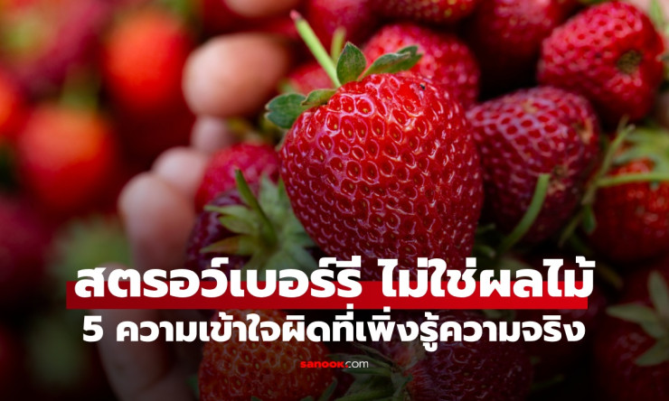 5 ความเข้าใจผิดเรื่องสตรอว์เบอร์รี ผลไม้ที่โลกคุ้นเคย แต่จริงๆ แล้วไม่ใช่ผลไม้