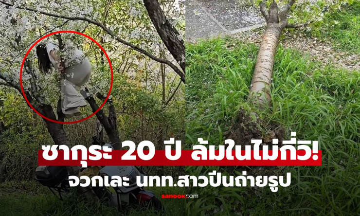 โซเชียลแห่จวก! นทท.สาวปีนต้นซากุระอายุกว่า 20 ปี ถ่ายรูปสวยจนเกิดเหตุร้ายแรม หักโค่นทั้งราก ก่อนรีบเ
